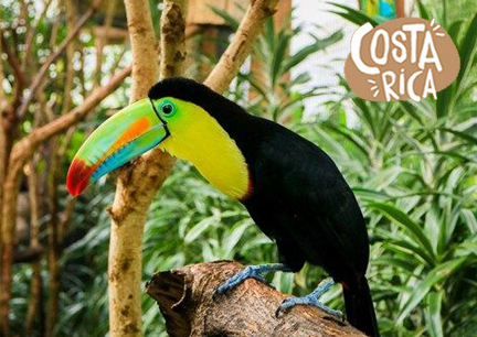 Postcard design one featuring a toucan in a tree