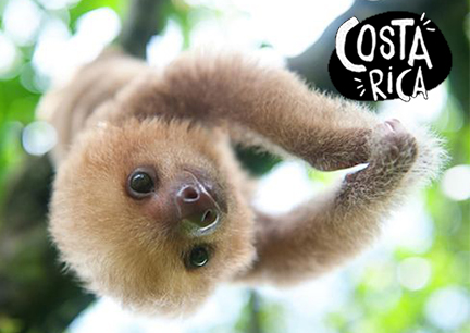 Image features a baby sloth in a tree with the costa rica logo